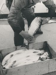Fisketorget.